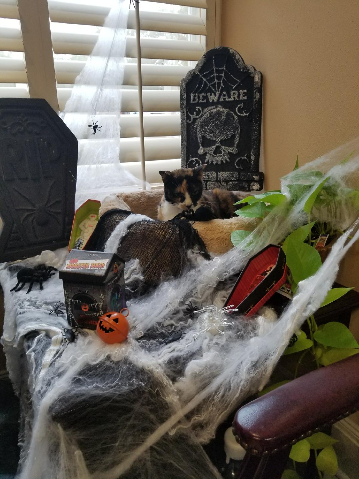 Halloween-chloe-Arkovich